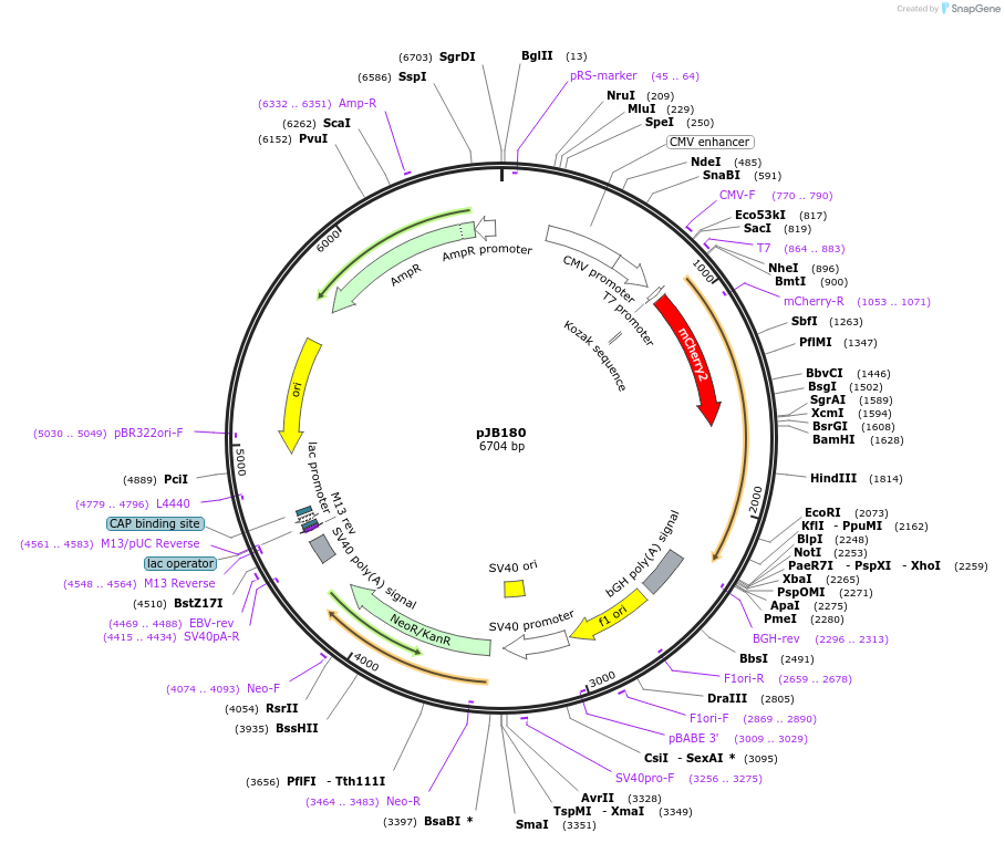 235737-plasmid-map-sequence-id-472634