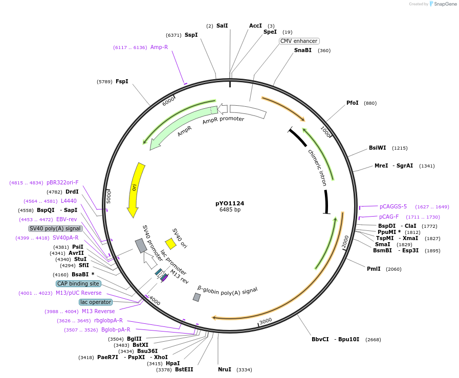 235725-plasmid-map-sequence-id-472642