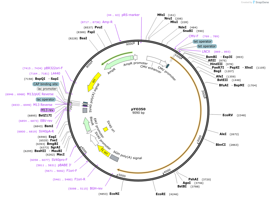 235717-plasmid-map-sequence-id-472643