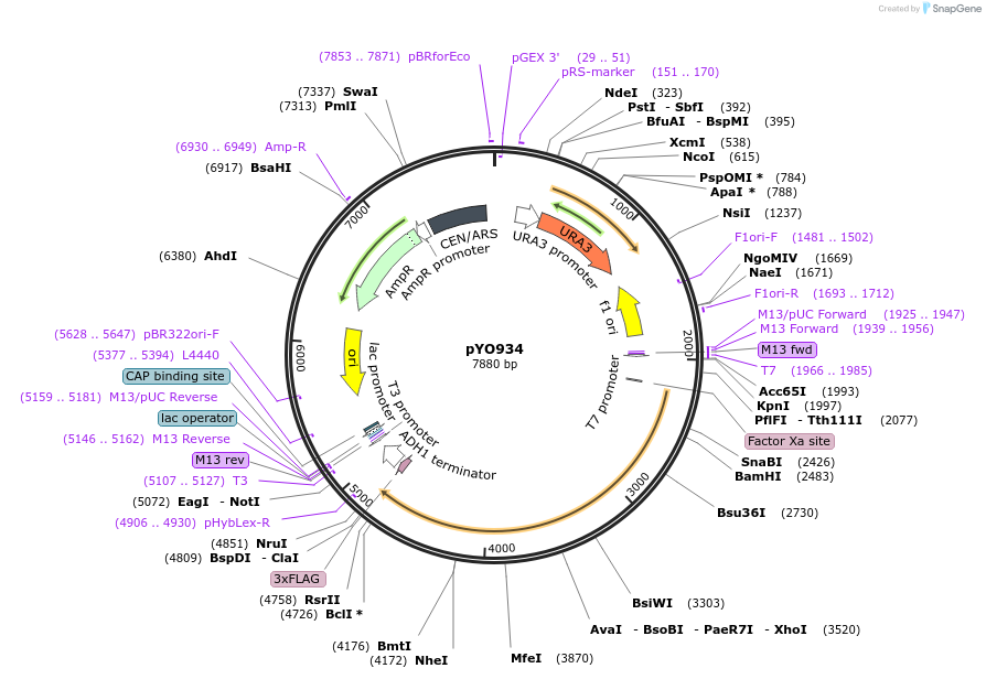 235766-plasmid-map-sequence-id-472644