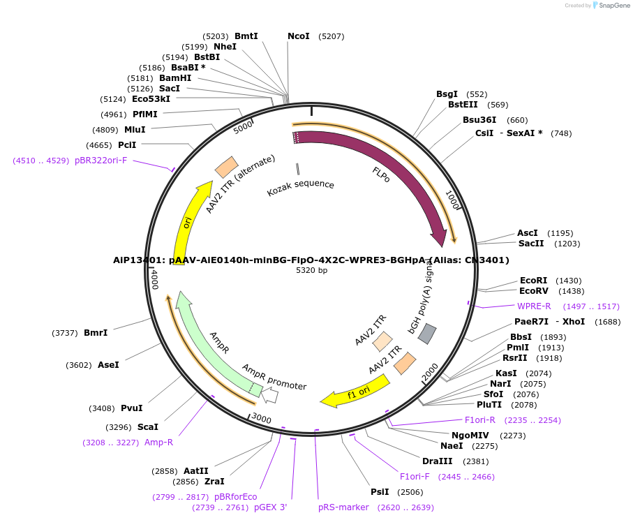 236585-plasmid-map-sequence-id-472646