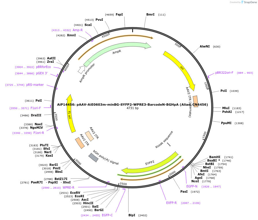 236595-plasmid-map-sequence-id-472647