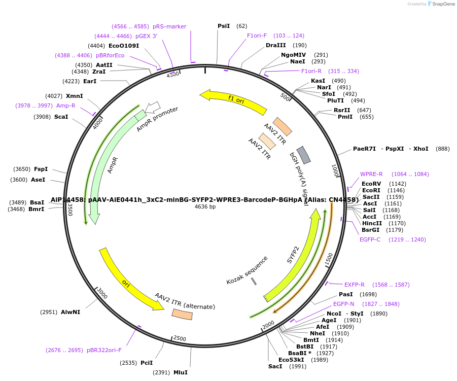 236597-plasmid-map-sequence-id-472648
