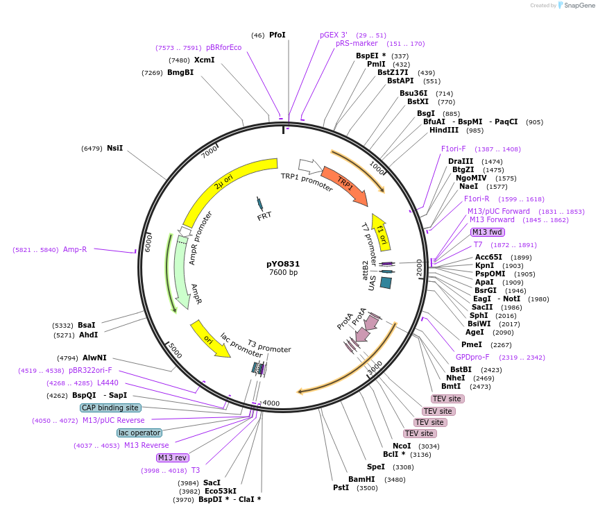 235754-plasmid-map-sequence-id-472650