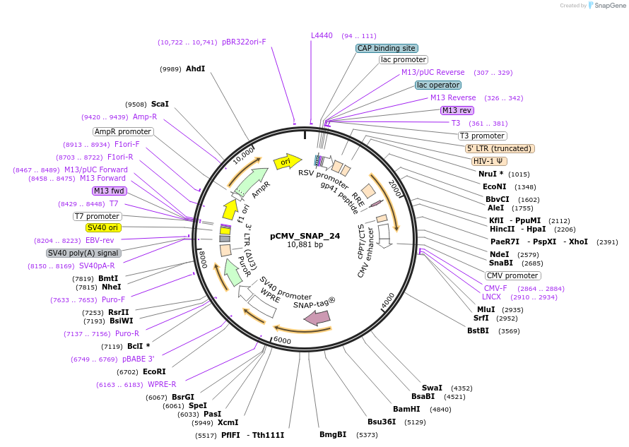 238191-plasmid-map-sequence-id-472654