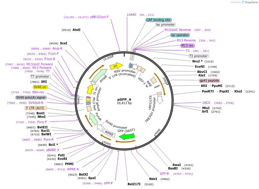 238194-plasmid-map-sequence-id-472655