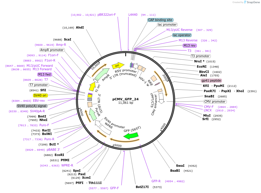 238190-plasmid-map-sequence-id-472656