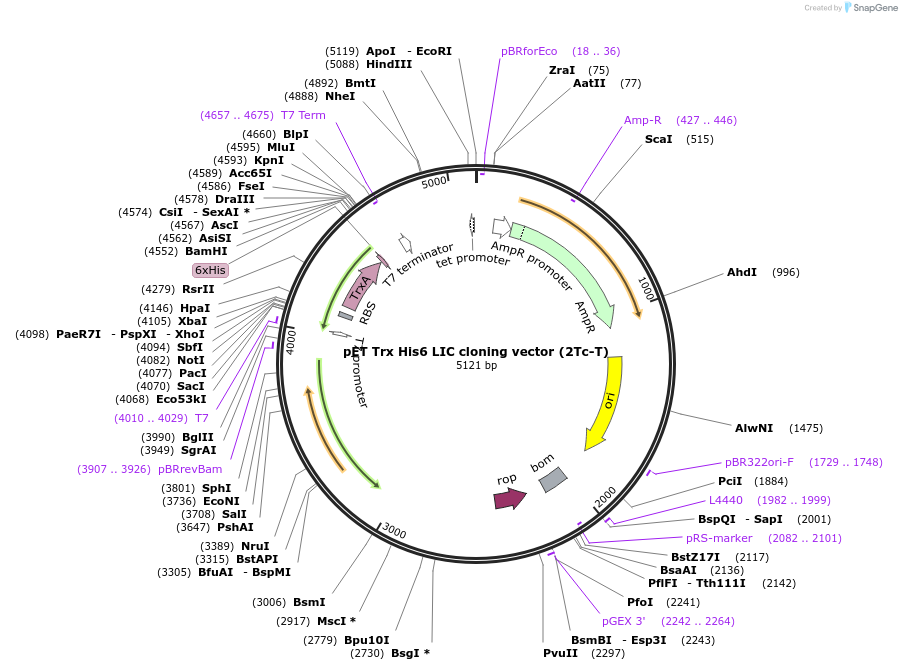 37239-plasmid-map-sequence-id-47266