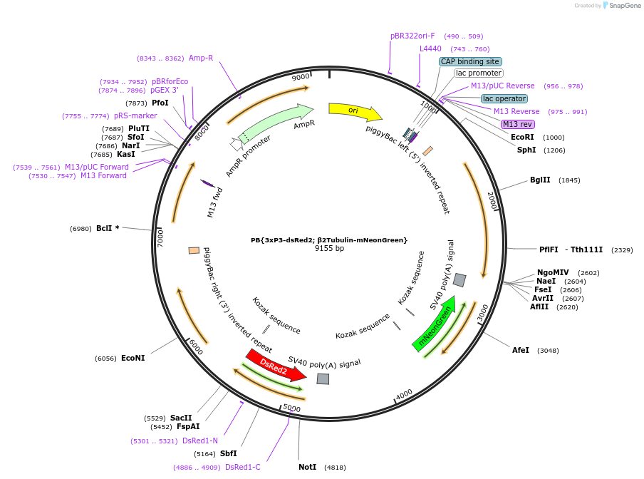 236085-plasmid-map-sequence-id-472661