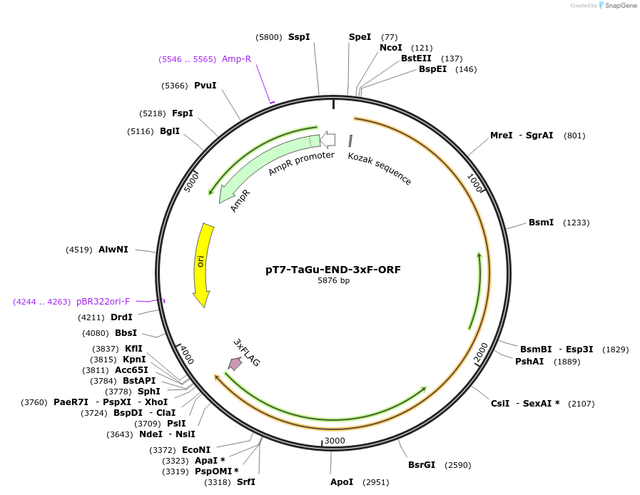 238489-plasmid-map-sequence-id-472662