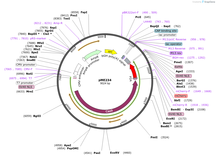 238104-plasmid-map-sequence-id-472665