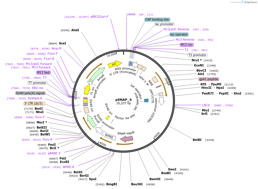 238197-plasmid-map-sequence-id-472669