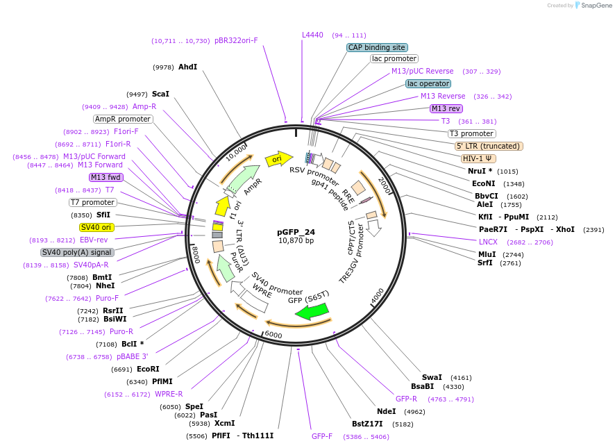 238195-plasmid-map-sequence-id-472670