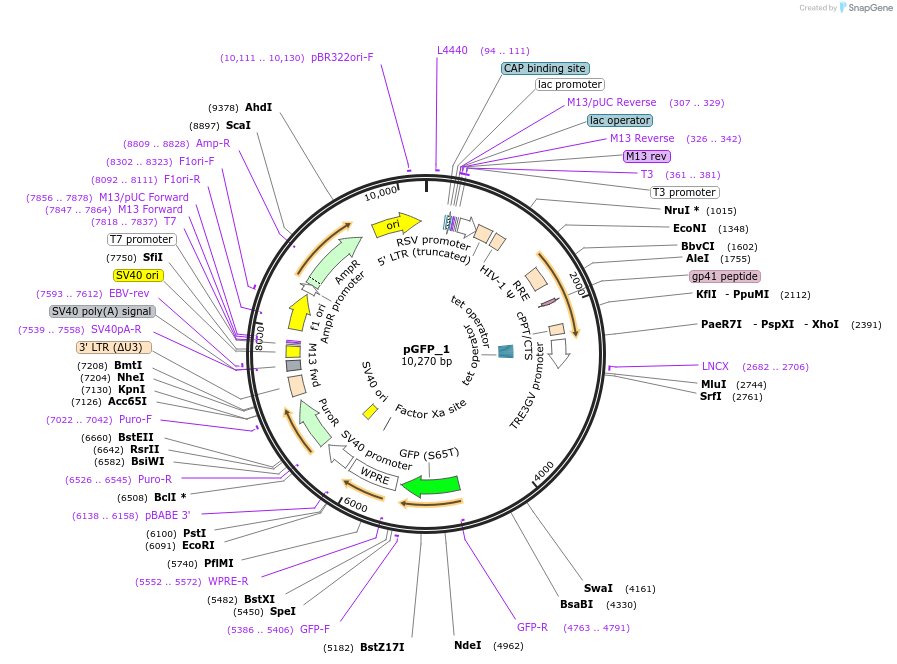 238192-plasmid-map-sequence-id-472672
