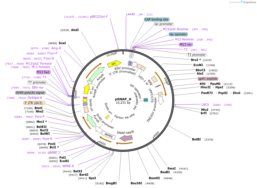 238198-plasmid-map-sequence-id-472674