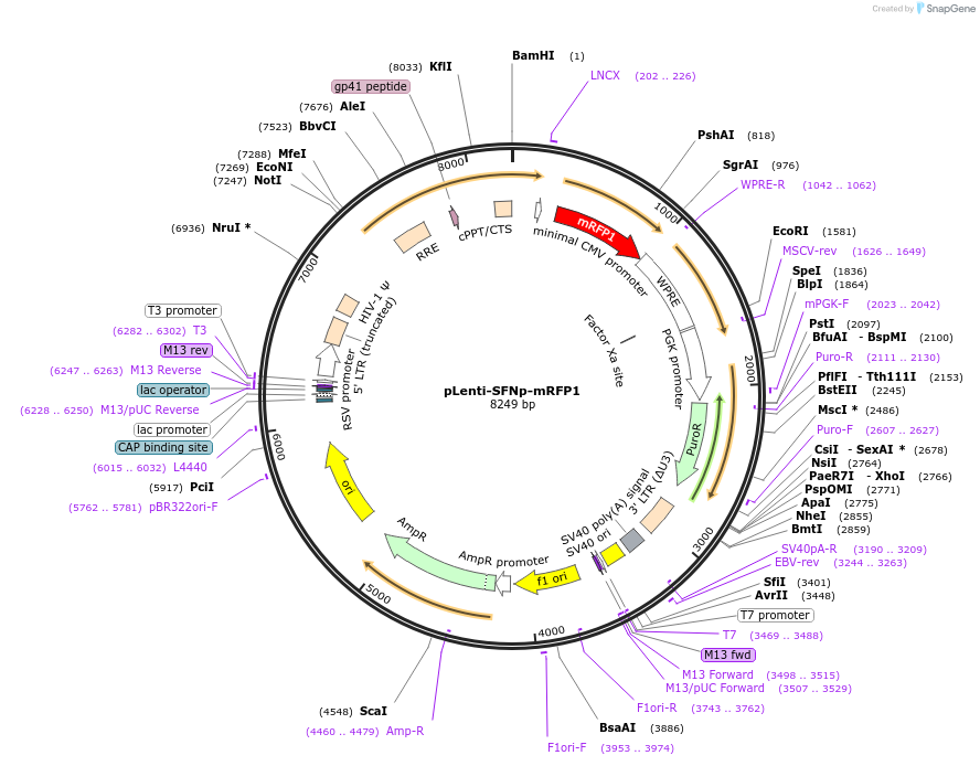 238473-plasmid-map-sequence-id-472675