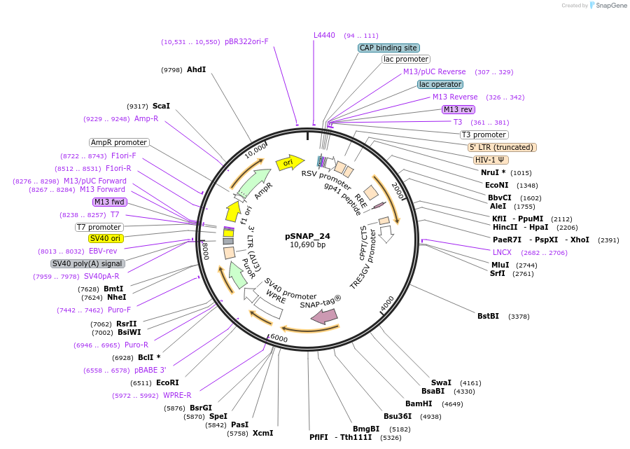 238199-plasmid-map-sequence-id-472676