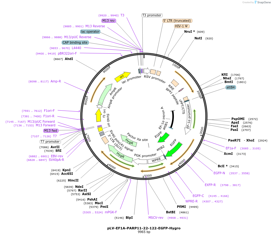 238097-plasmid-map-sequence-id-472677