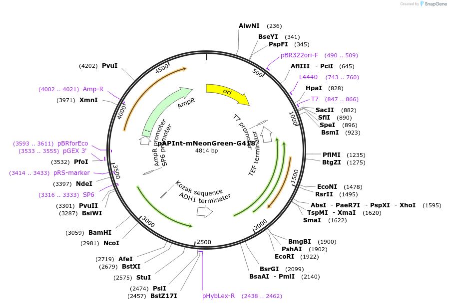 236484-plasmid-map-sequence-id-472678