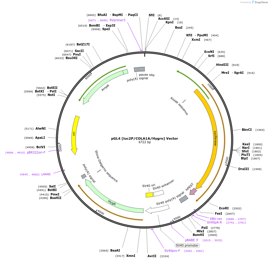 236923-plasmid-map-sequence-id-472679