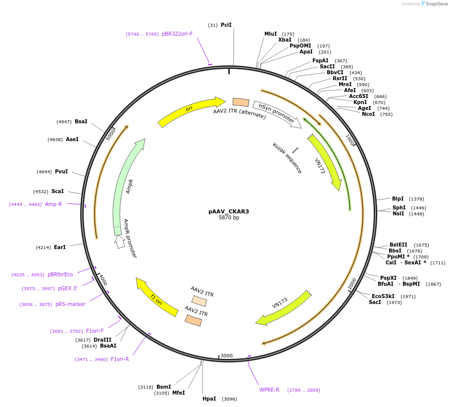 238413-plasmid-map-sequence-id-472680