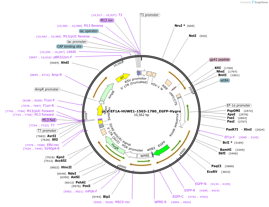 238096-plasmid-map-sequence-id-472682