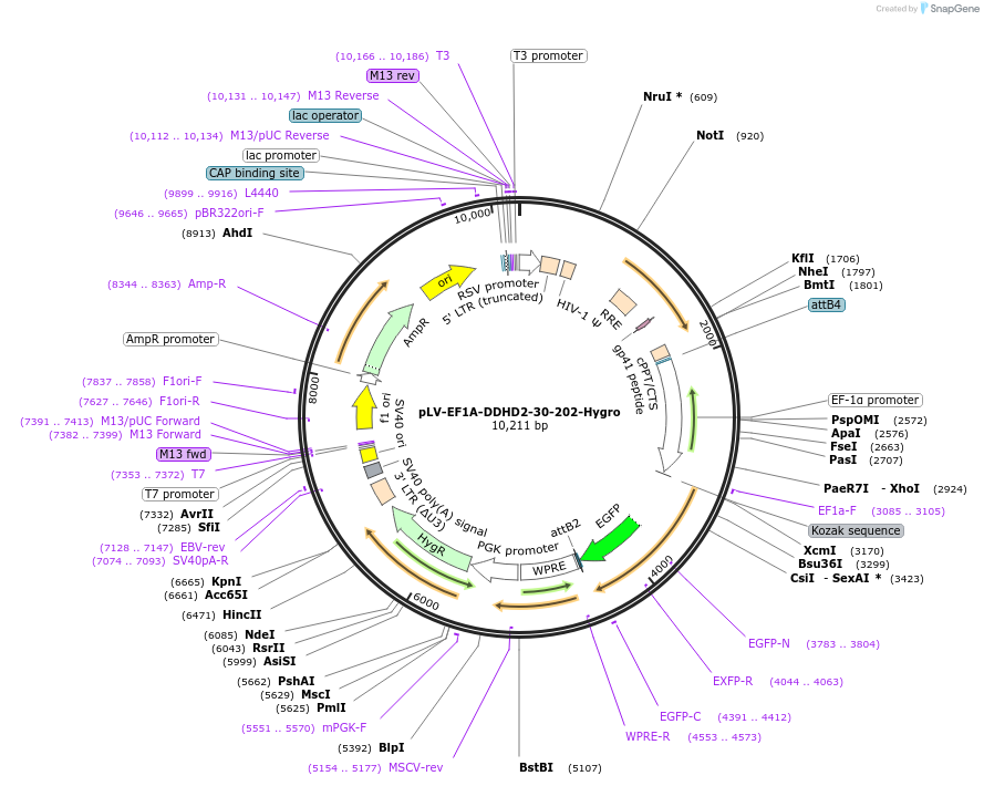 238101-plasmid-map-sequence-id-472684
