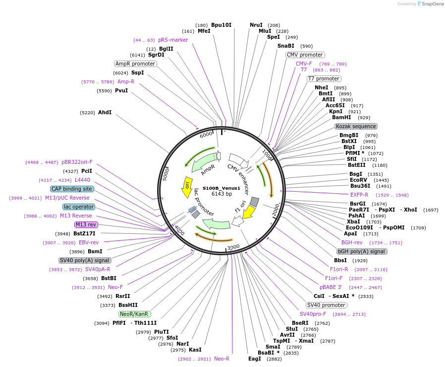 174209-plasmid-map-sequence-id-472685