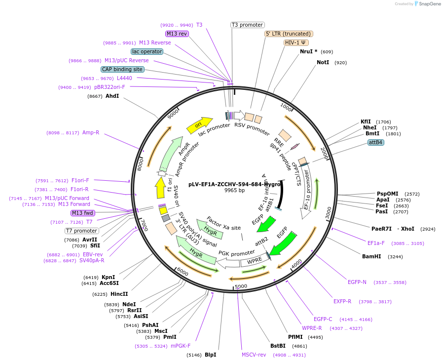 238102-plasmid-map-sequence-id-472686