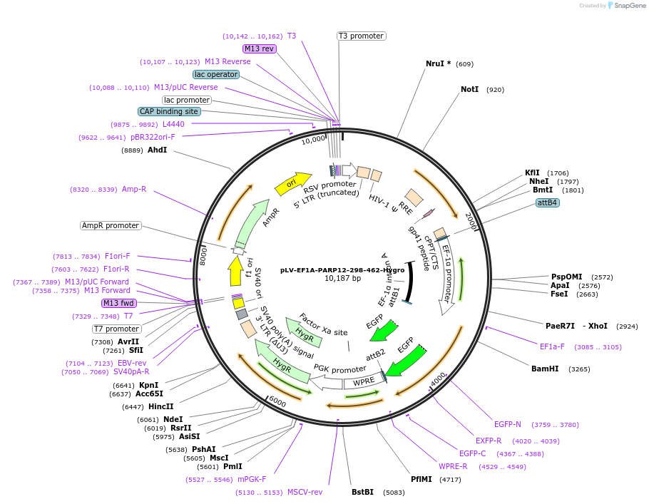 238098-plasmid-map-sequence-id-472687