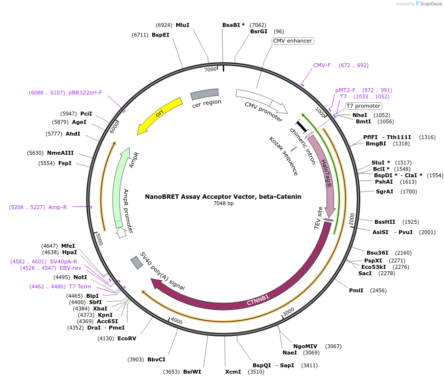 237138-plasmid-map-sequence-id-472691