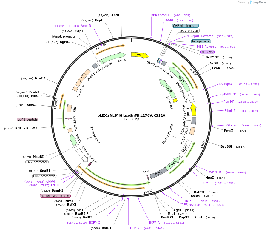 238945-plasmid-map-sequence-id-472696