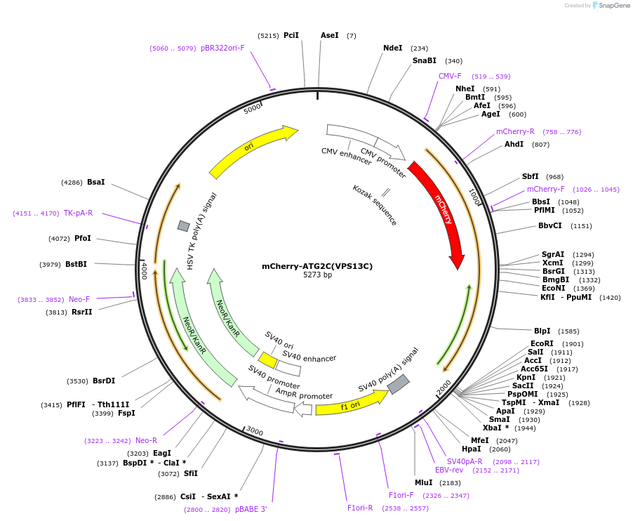 232868-plasmid-map-sequence-id-472698