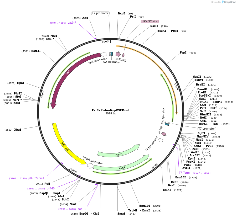 238342-plasmid-map-sequence-id-472702
