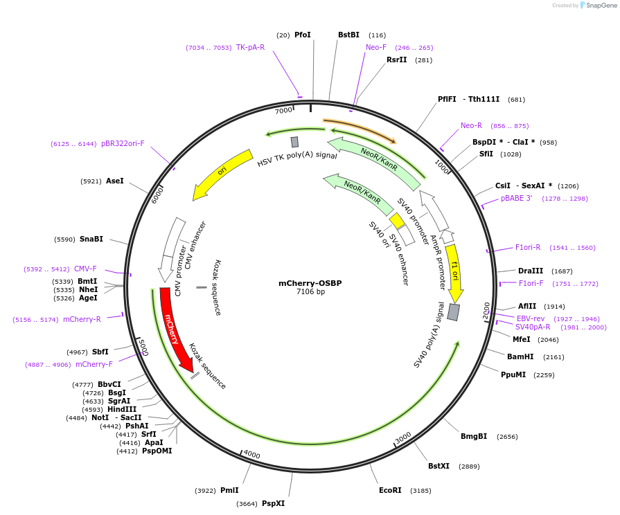 232871-plasmid-map-sequence-id-472704