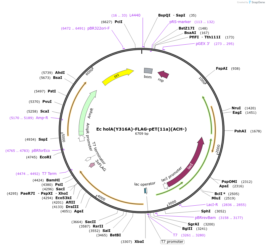 238346-plasmid-map-sequence-id-472706