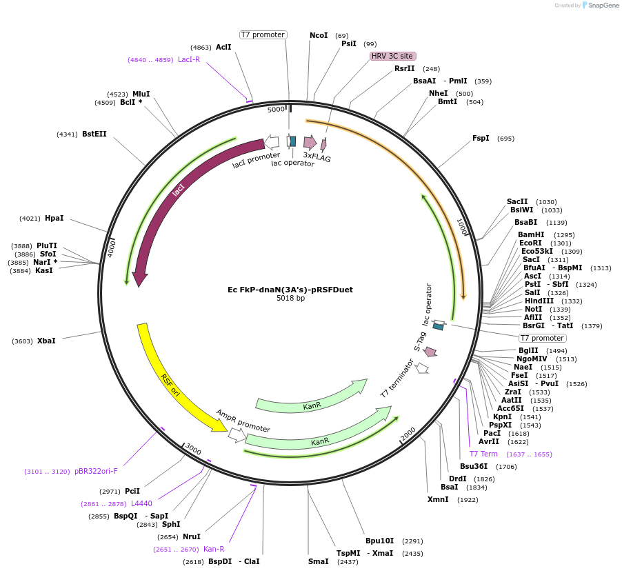 238343-plasmid-map-sequence-id-472707