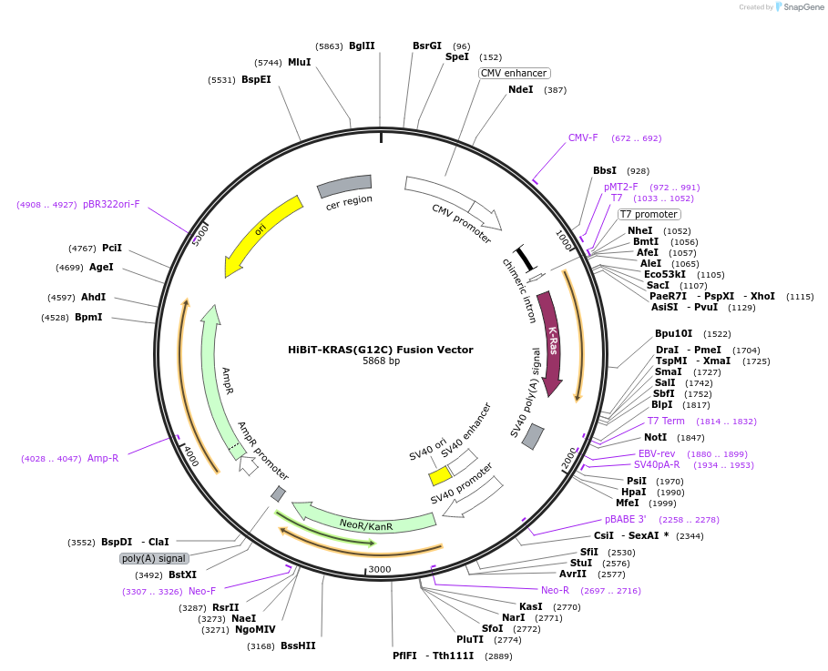 236889-plasmid-map-sequence-id-472710