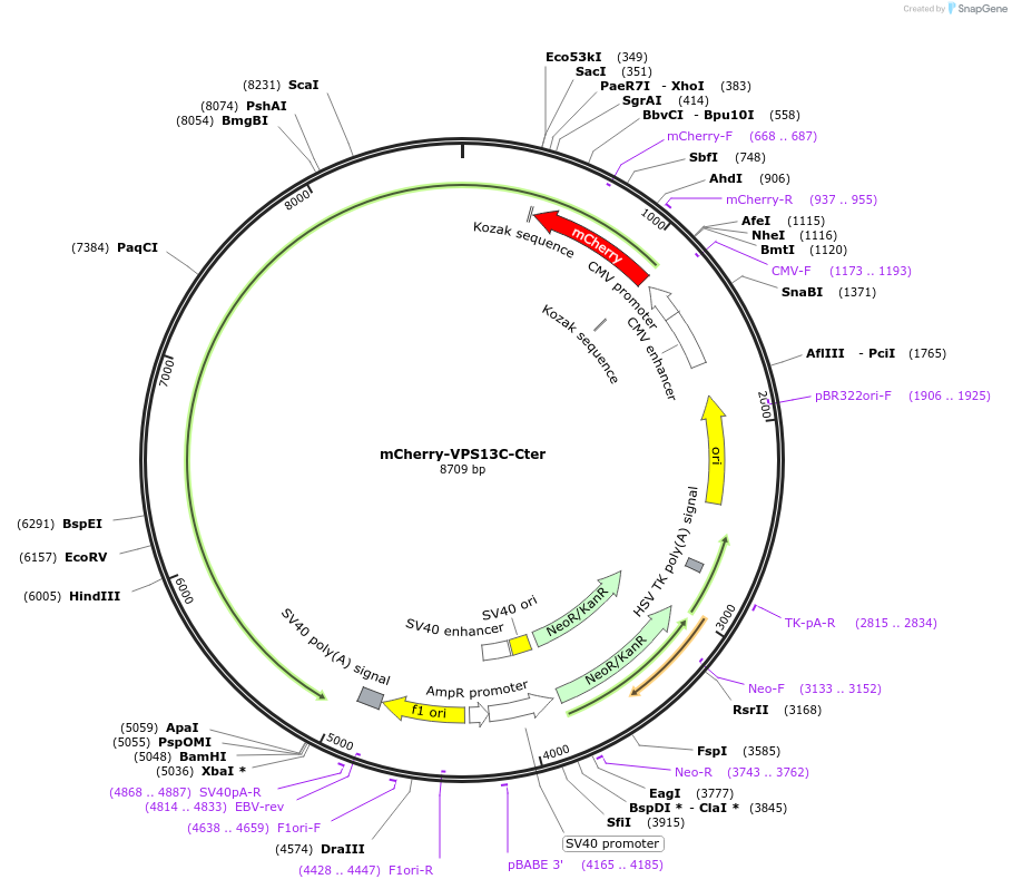 232866-plasmid-map-sequence-id-472711