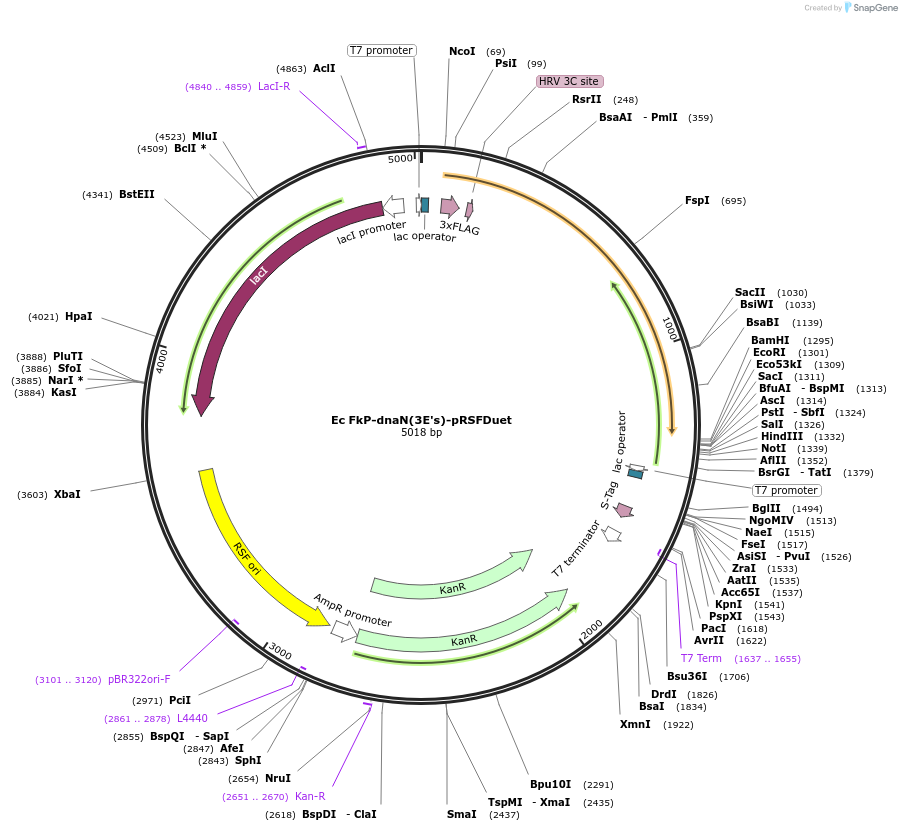 238344-plasmid-map-sequence-id-472712