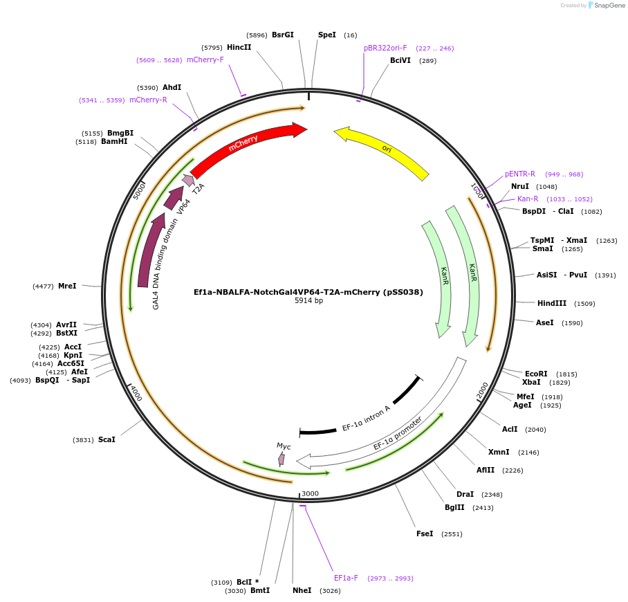 236340-plasmid-map-sequence-id-472720