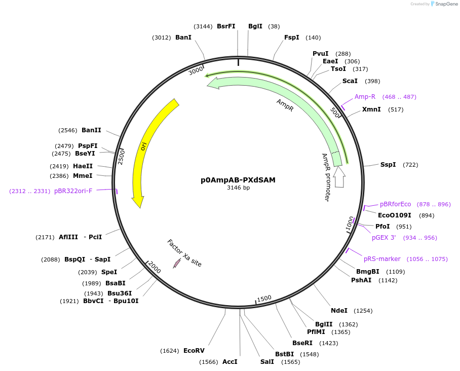 237262-plasmid-map-sequence-id-472722