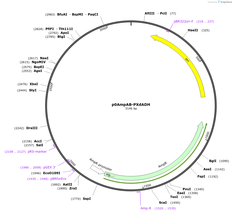 237243-plasmid-map-sequence-id-472724