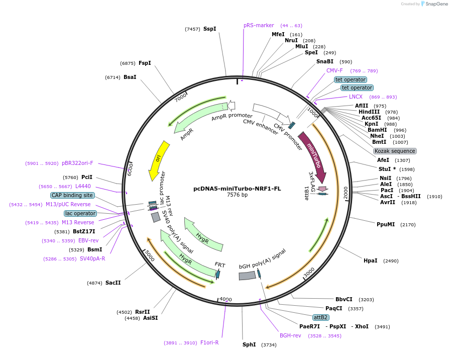 237453-plasmid-map-sequence-id-472726