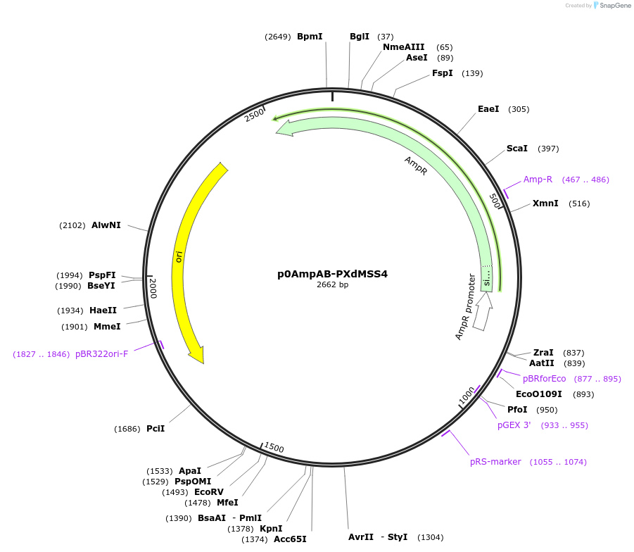 237266-plasmid-map-sequence-id-472730