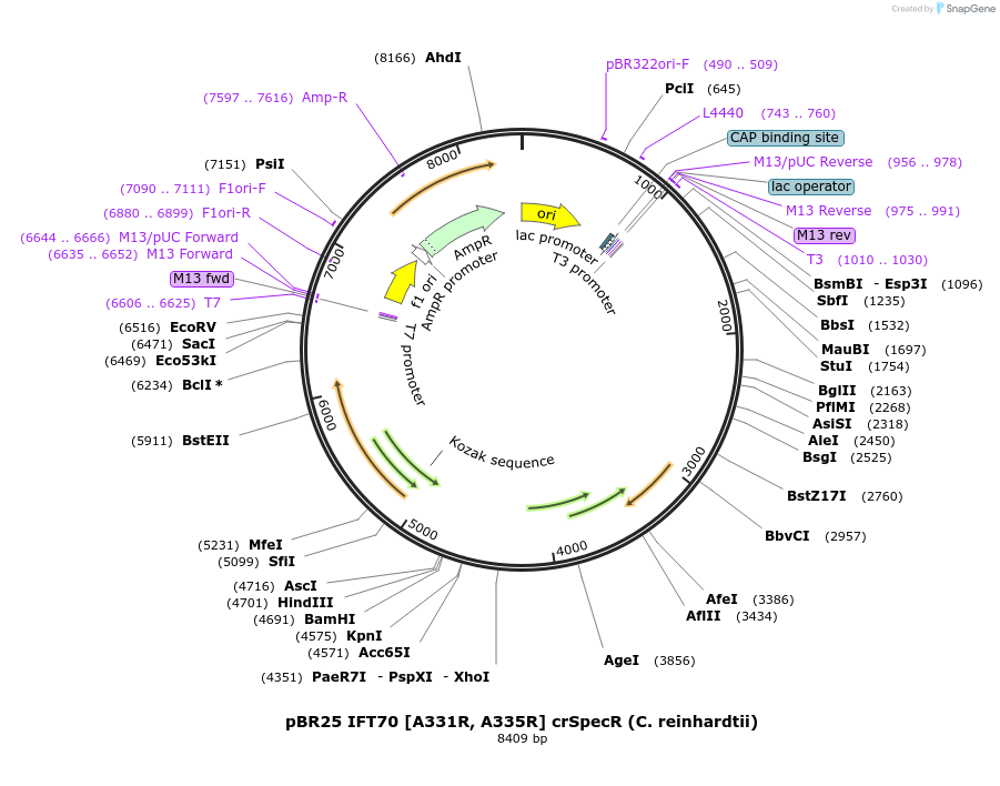 238230-plasmid-map-sequence-id-472731