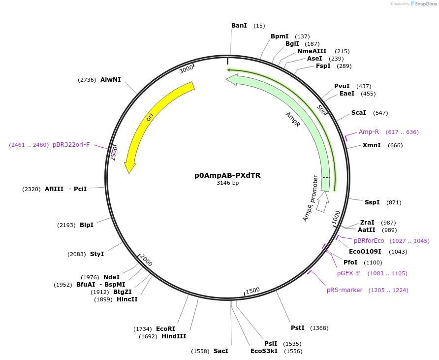 237264-plasmid-map-sequence-id-472732