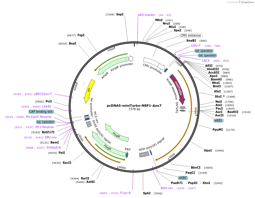 237454-plasmid-map-sequence-id-472733