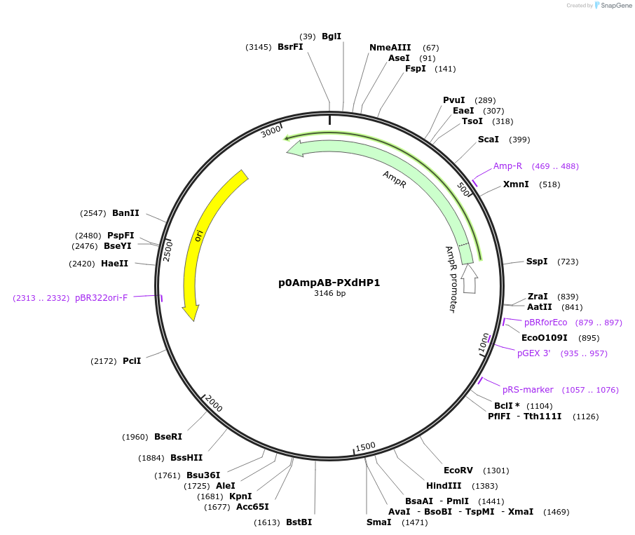 237253-plasmid-map-sequence-id-472736