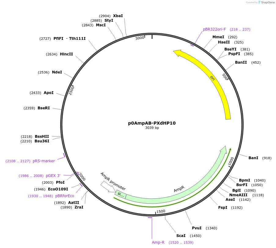 237245-plasmid-map-sequence-id-472737